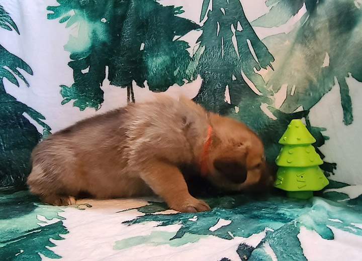 chinook puppy
